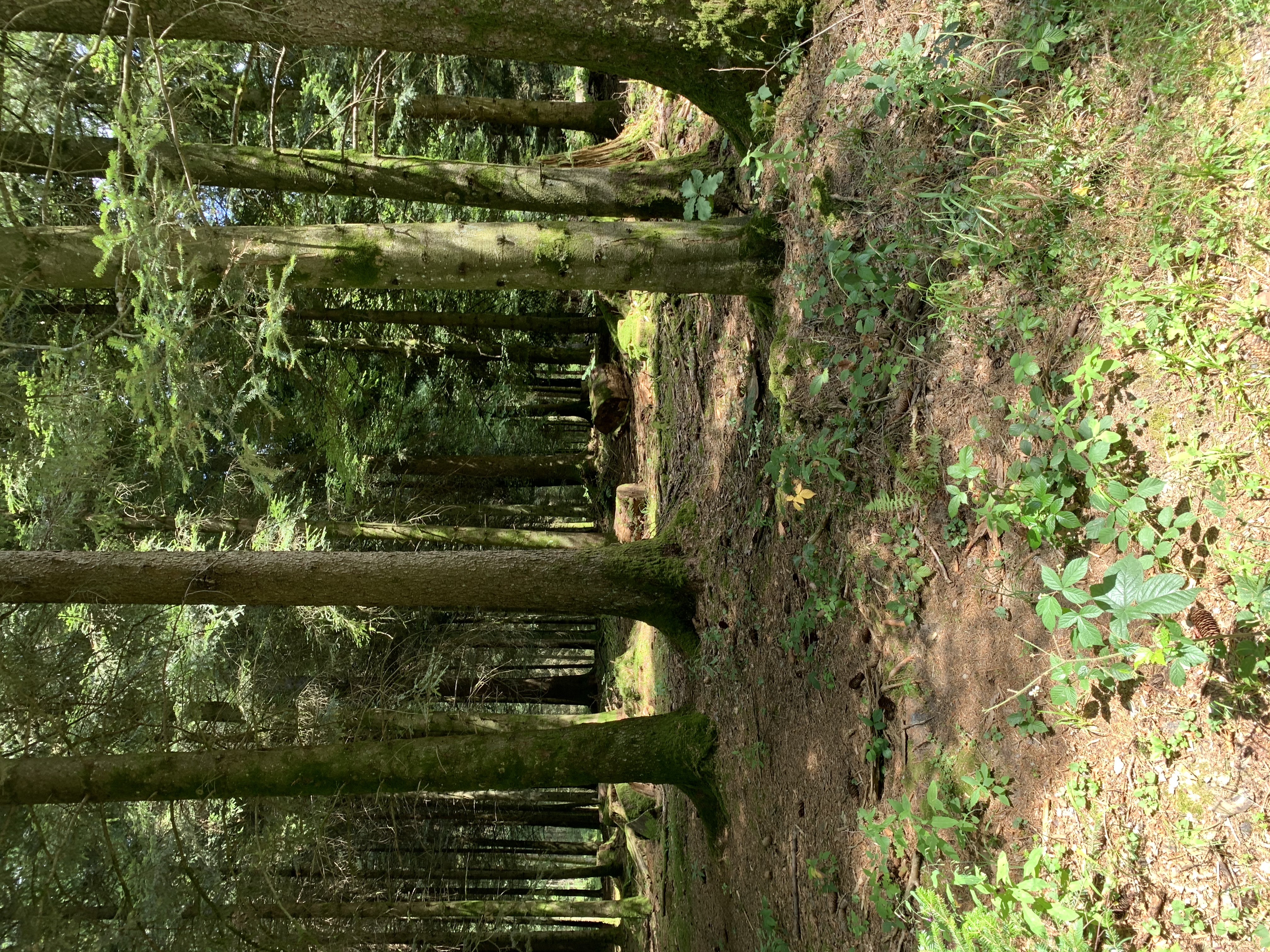 Parc naturel du Jorat - repérage 2